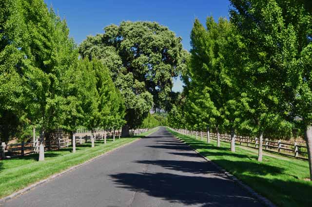 Napa vineyards